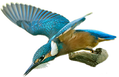 Eisvogel  (Alcedo atthis)